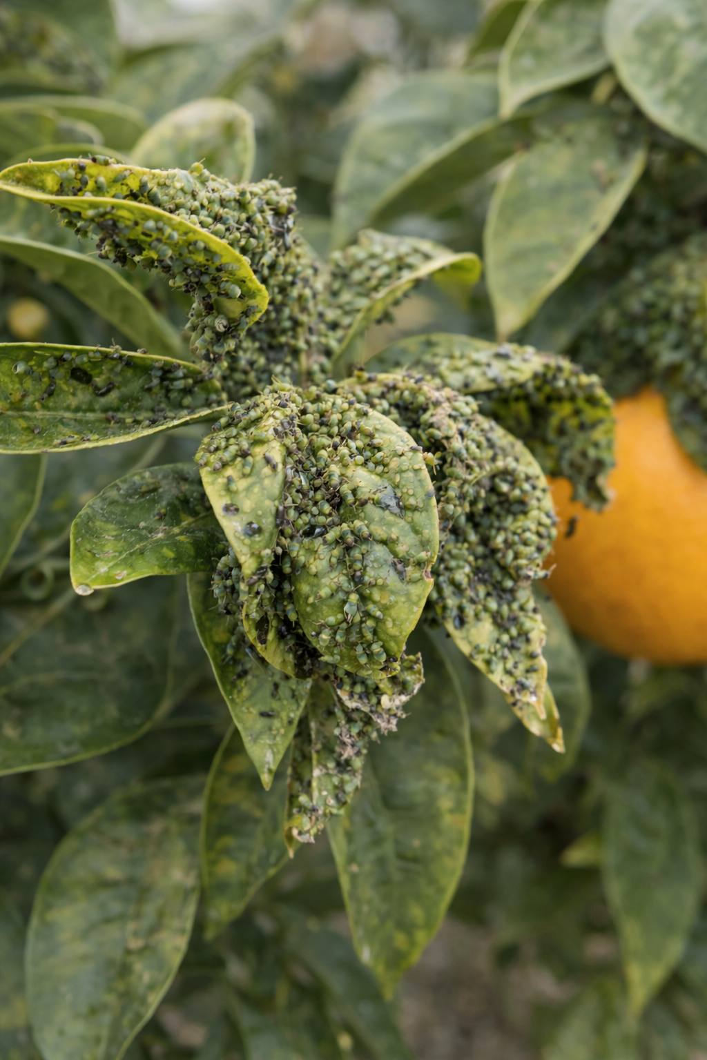 Aphid infestation on garden leaves in Paphos