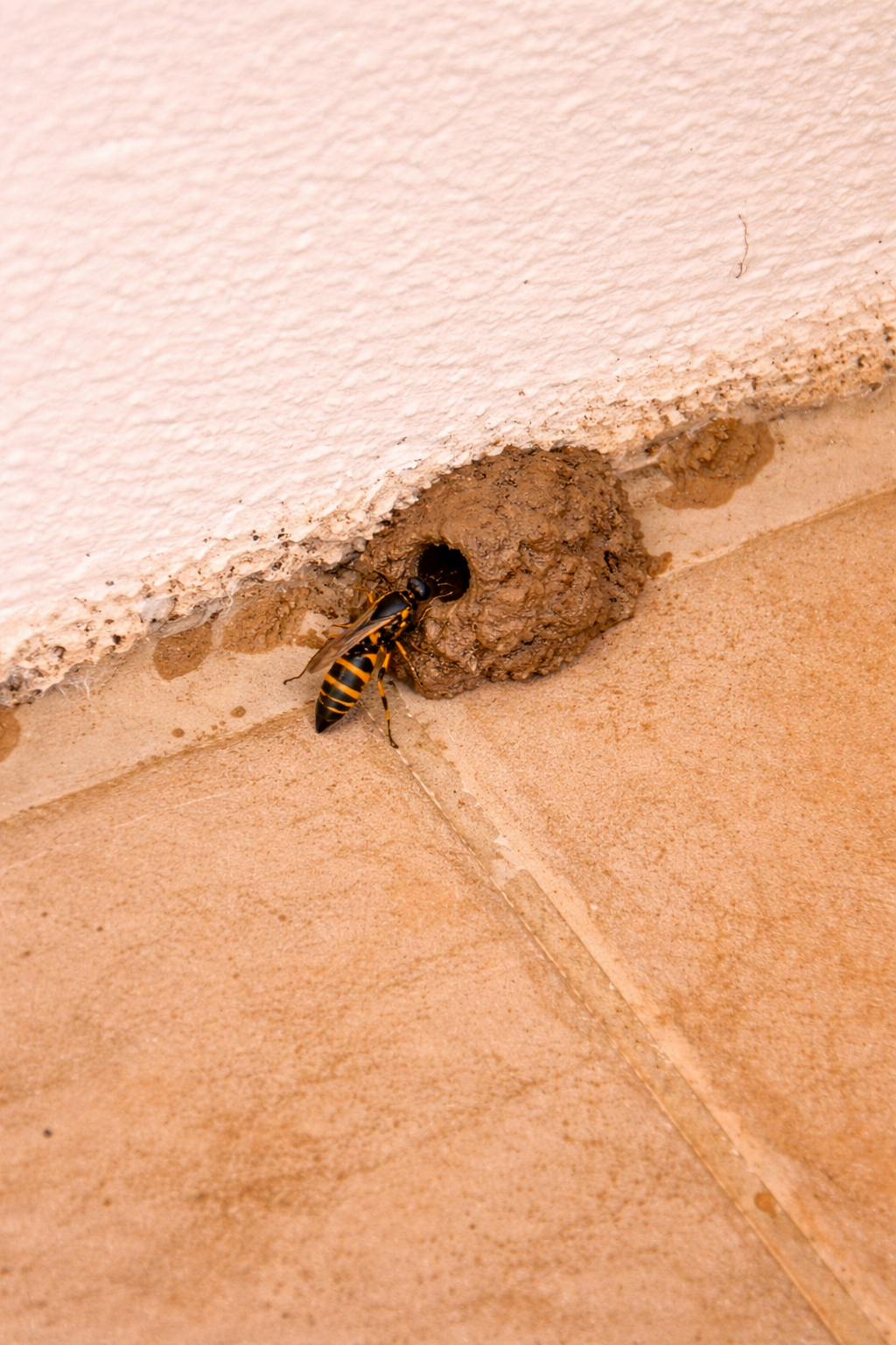 Hornet nest in Cyprus home roof