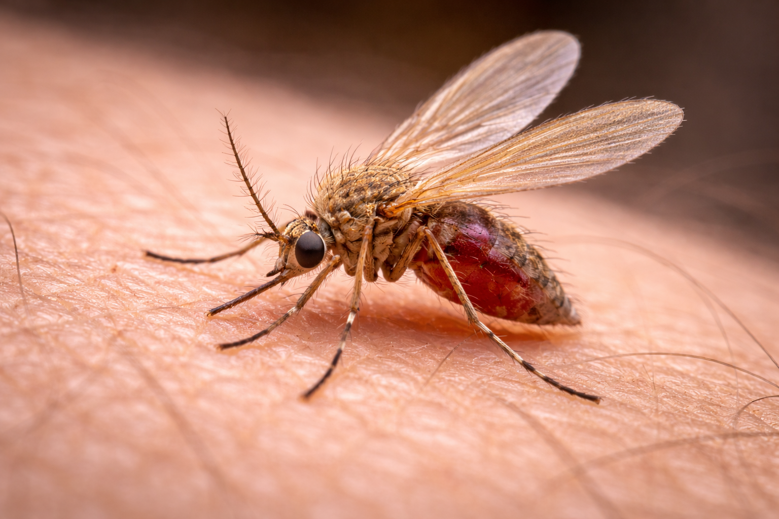 Sand fly responsible for Leishmaniasis in Cyprus